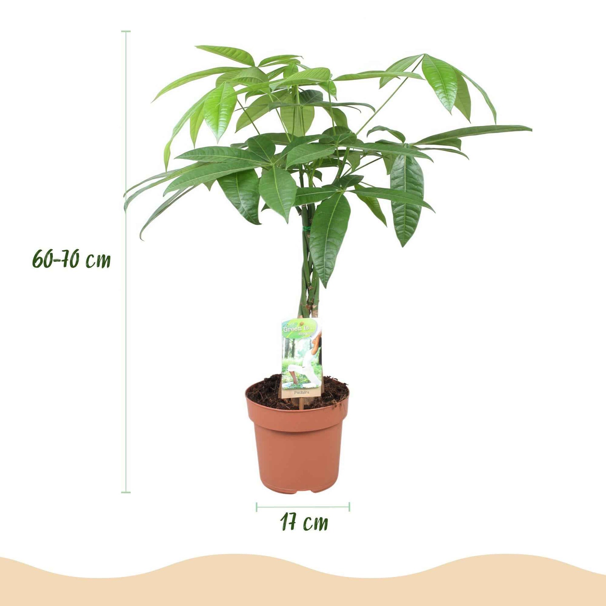 Green boutiQ - Zimmerpflanzen - Geflochtener Stamm Pachira Aquatica - Geldbaum - Wenig Pflege - Grün - 2 Pflanzen - Topf 17cm - Höhe 60-70cm