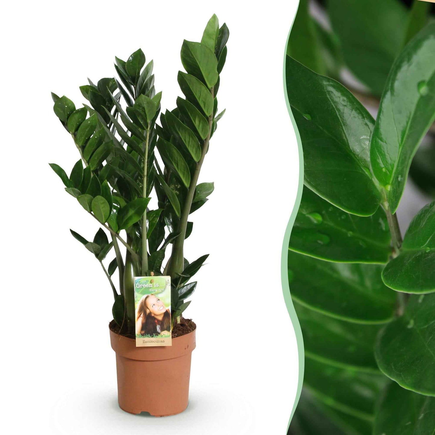 Green boutiQ - Zimmerpflanzen - Zamioculcas - ZZ-Pflanze - Wenig Pflege - Grün - 1 Pflanze - Topf 17cm - Höhe 65-75cm
