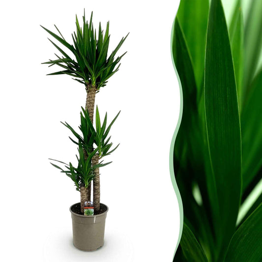 Green boutiQ - Zimmerpflanze - Yucca elephantipes - Yucca - Wenig Pflege - Grün - 1 - Topf 24cm - Höhe 140cm
