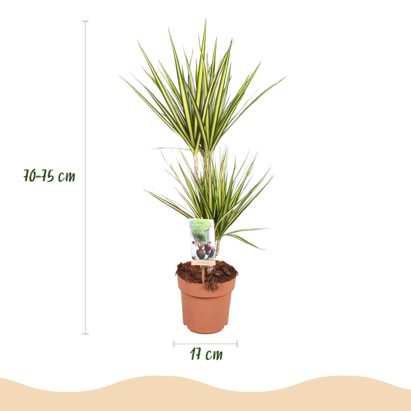Green boutiQ - Zimmerpflanzen - Dracaena Sunray - Drachenblutbaum - Wenig Pflege - Grün - Gelb - 2 Pflanzen - Topf 17cm - Höhe 70-75cm