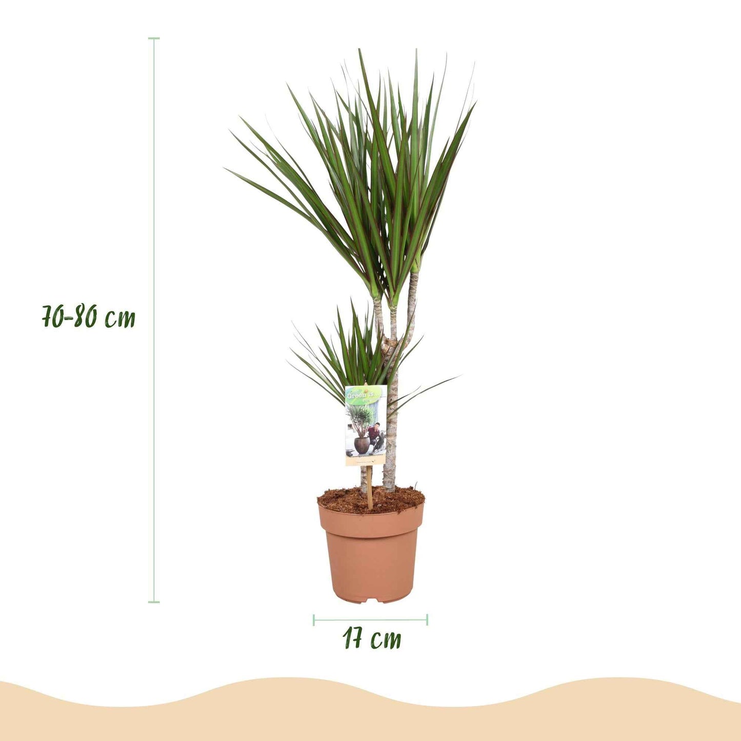 Green boutiQ - Zimmerpflanzen - Dracaena Marginata - Drachenblutbaum - Wenig Pflege - Grün - 2 Pflanzen - Topf 17cm - Höhe 70-80cm