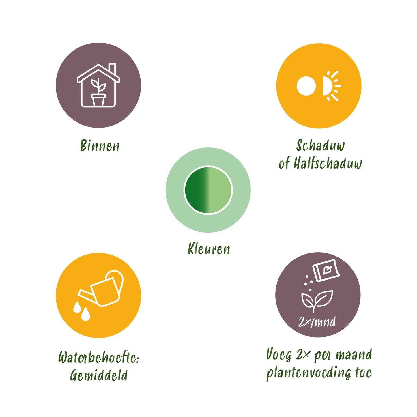 Green boutiQ - Zimmerpflanzen - Diefenbachia Compacta - Dieffenbachia - Wenig Pflege - mit Korb - Bunt - 2 Pflanzen - Topf 17cm - Höhe 45-50cm