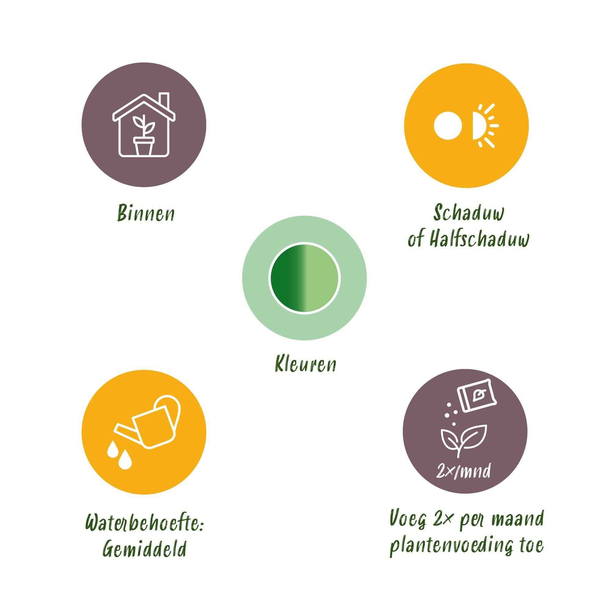 Green boutiQ - Zimmerpflanzen - Diefenbachia Compacta - Dieffenbachia - Wenig Pflege - mit Korb - Bunt - 2 Pflanzen - Topf 17cm - Höhe 45-50cm