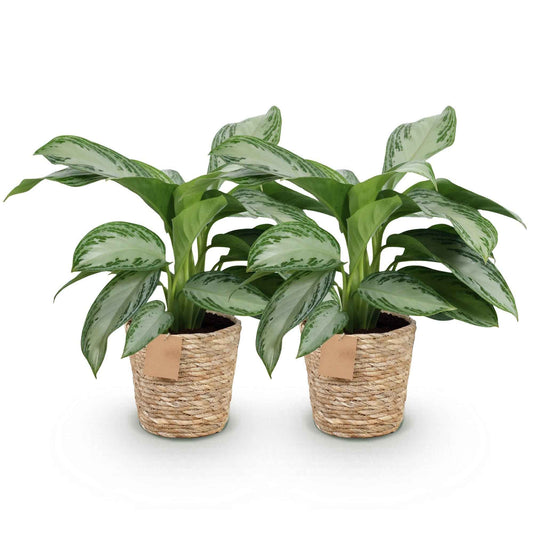 Silberblatt Pflanze 70cm | 2 Aglaonema + Korb | Zimmerpflanze