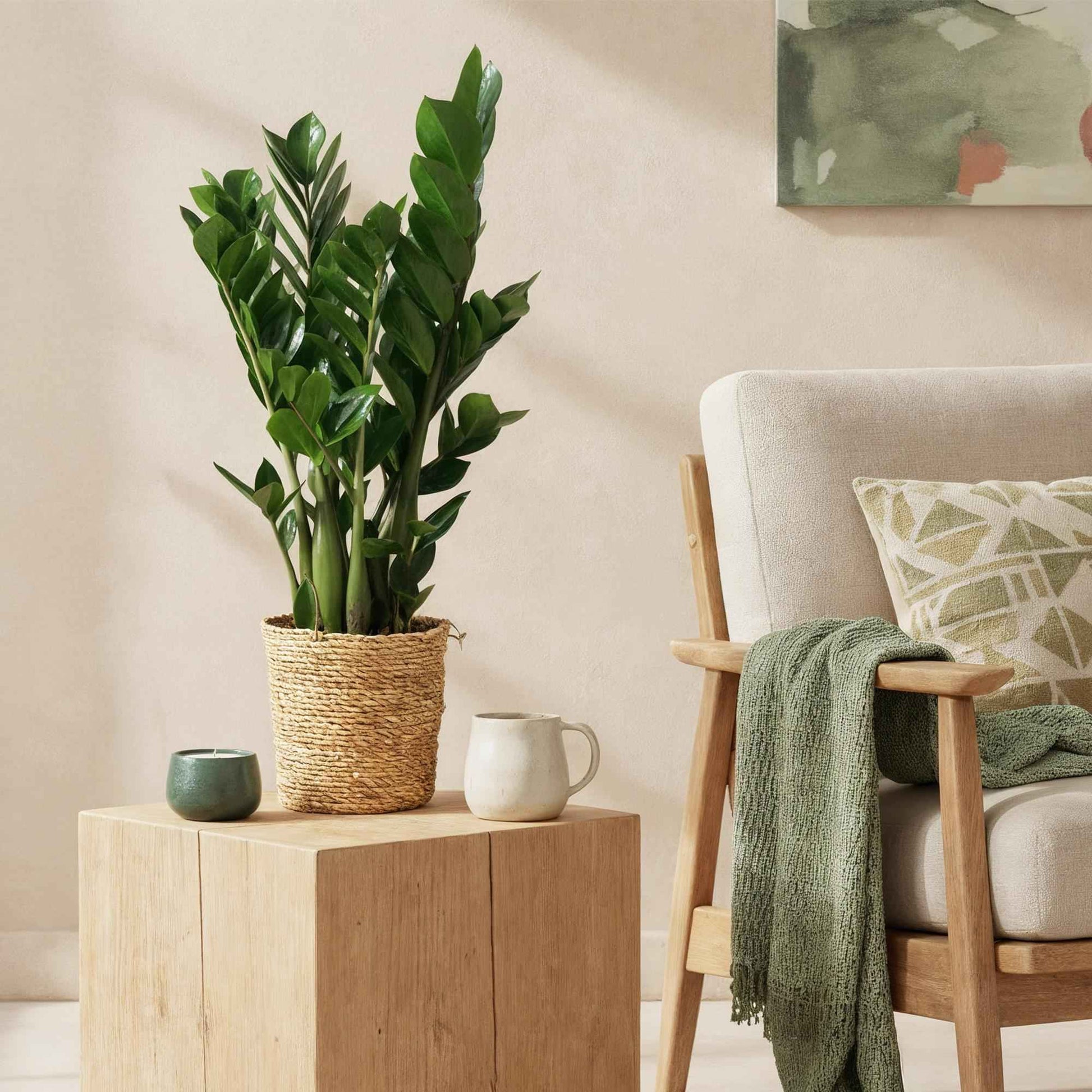Green boutiQ - Zimmerpflanzen - Zamioculcas - ZZ-Pflanze - Wenig Pflege - Grün - 2 Pflanzen - Topf 17cm - Höhe 65-75cm