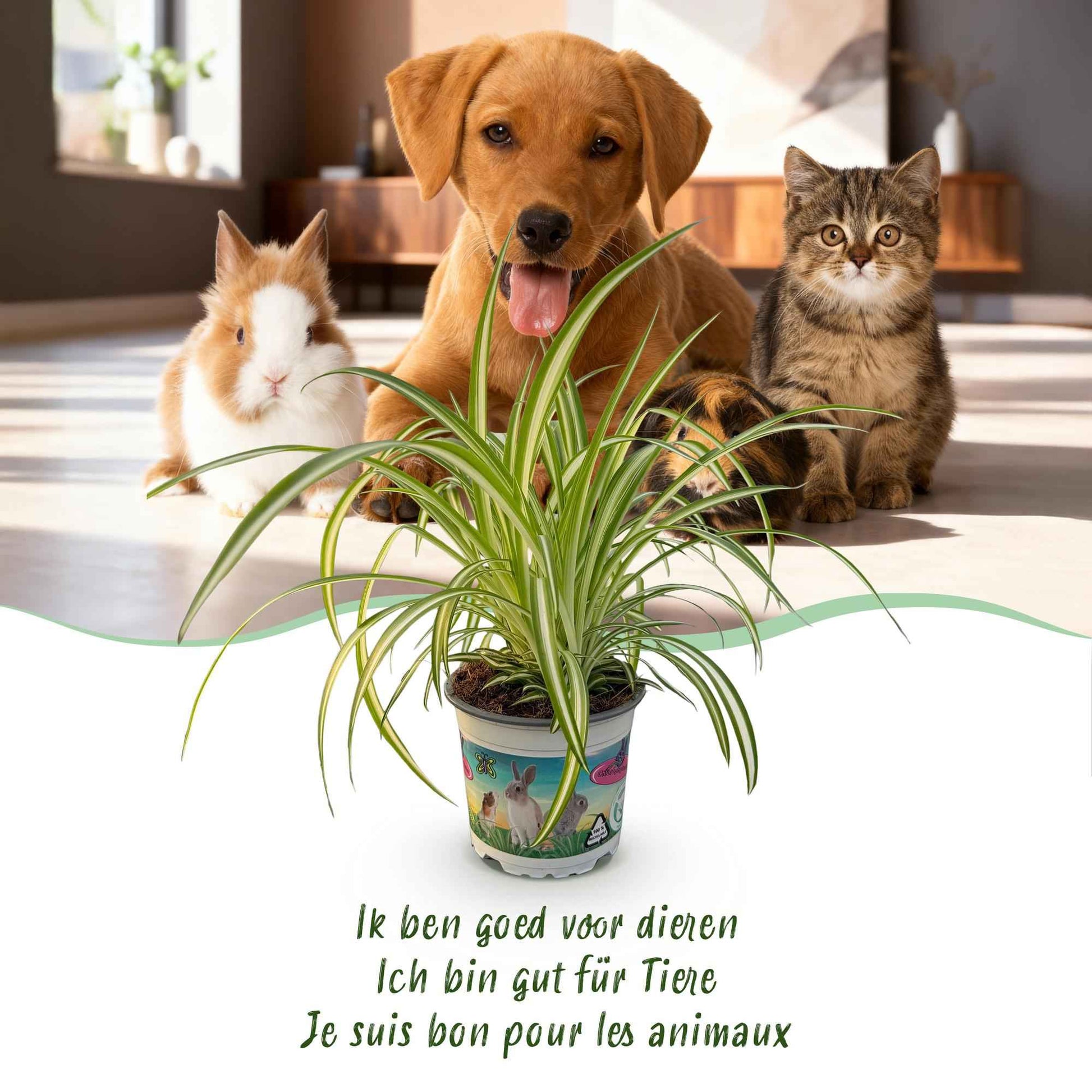 Green boutiQ - Zimmerpflanze - Chlorophytum comosum Variegatum - Katzengras - Haustierfreundlich - Bunt - 4 Pflanzen - Topf 12cm - Höhe 25-30cm