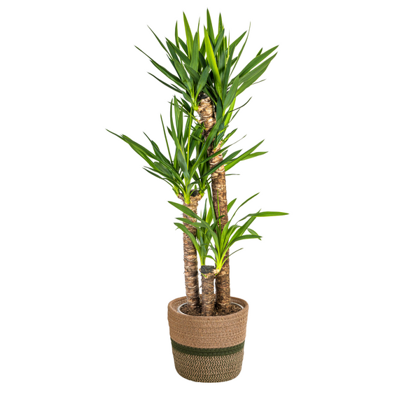 Yucca Elephantipes mit Korb - 120-140cm Zimmerpflanze - Ø24