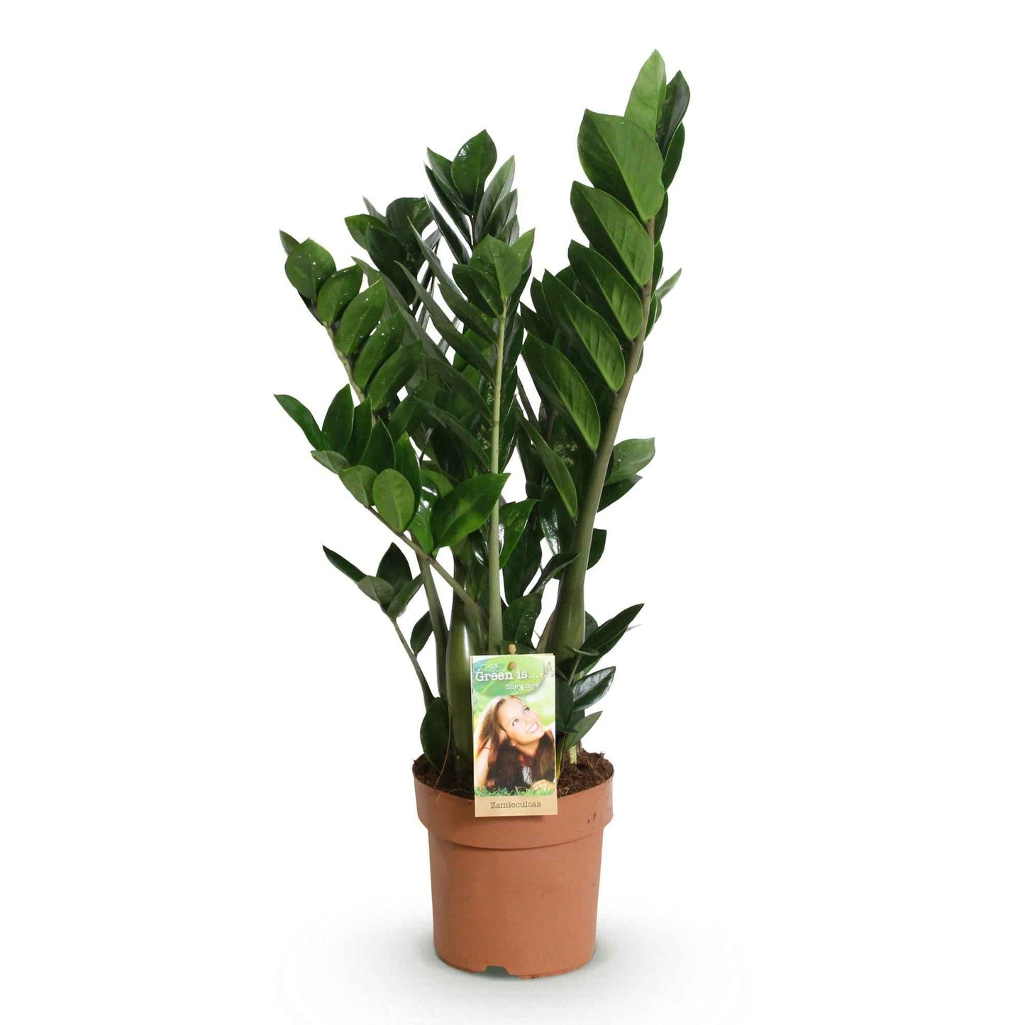 Green boutiQ - Zimmerpflanzen - Zamioculcas - ZZ-Pflanze - Wenig Pflege - Grün - 1 Pflanze - Topf 17cm - Höhe 65-75cm