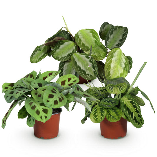 Gebetspflanzen Mix 3er Set - Maranta Silverband, Lemon Lime & Kerchoveana - Topf 12cm