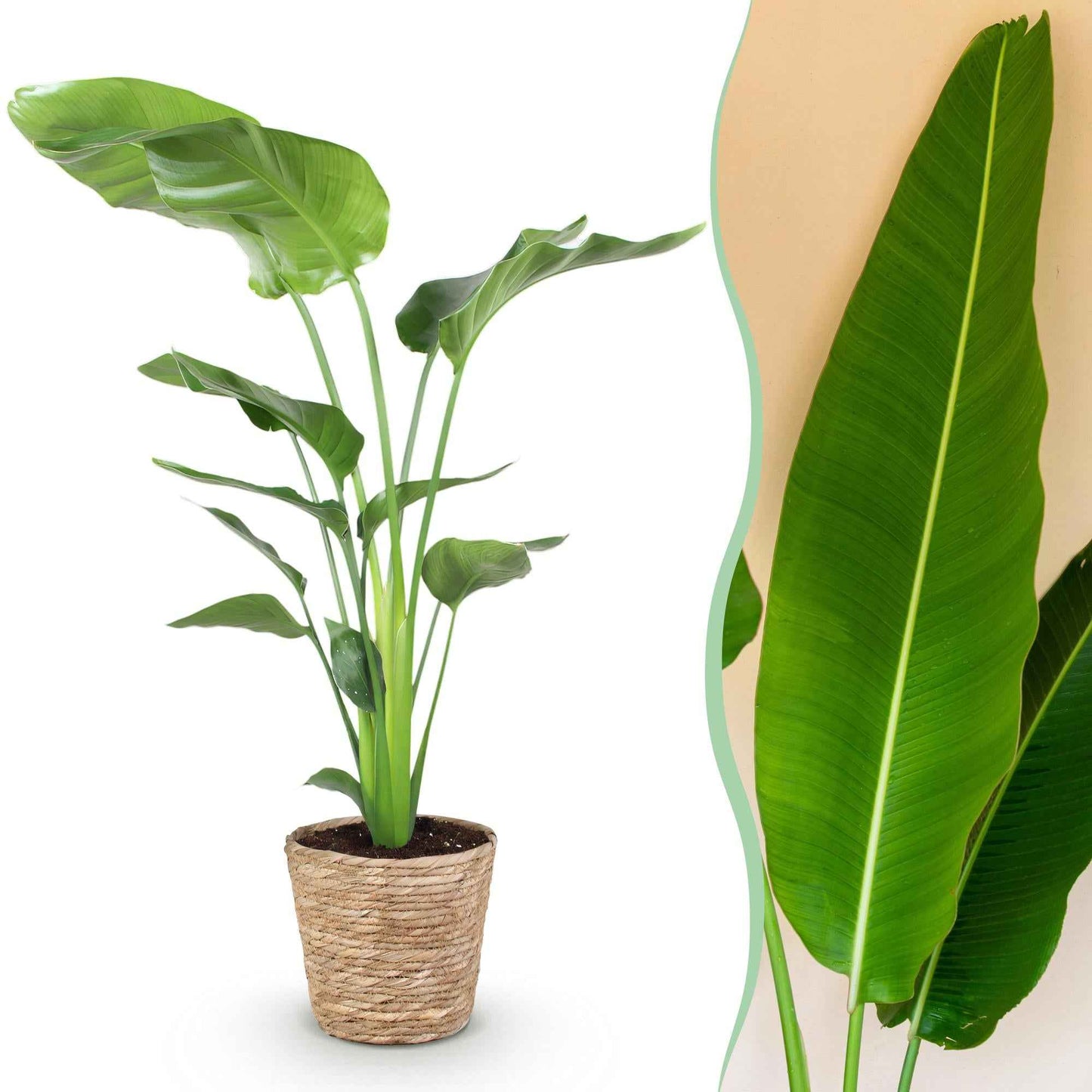 Green boutiQ - Zimmerpflanzen - Stelitzia Nicolai - Paradiesvogelblume - Geringer Pflegeaufwand - mit Korb - Grün - 1 Pflanze - Topf 21cm - Höhe 110-120cm