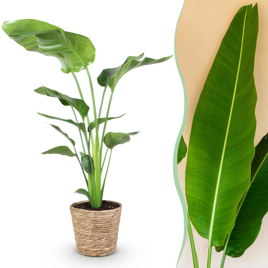 Green boutiQ - Zimmerpflanzen - Stelitzia Nicolai - Paradiesvogelblume - Geringer Pflegeaufwand - mit Korb - Grün - 1 Pflanze - Topf 21cm - Höhe 110-120cm