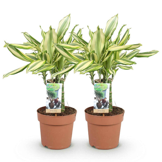Green boutiQ - Zimmerpflanzen - Dracaena fragrans Diamond Dream - Drachenbaum - Pflegeleicht - Bunt - 2 Pflanzen - Topf 17cm - Höhe 50-55cm
