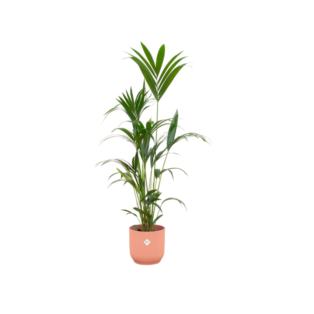 Kentia Palme 160cm inkl. elho Vibes Fold Round Topf Rosa - Ø30