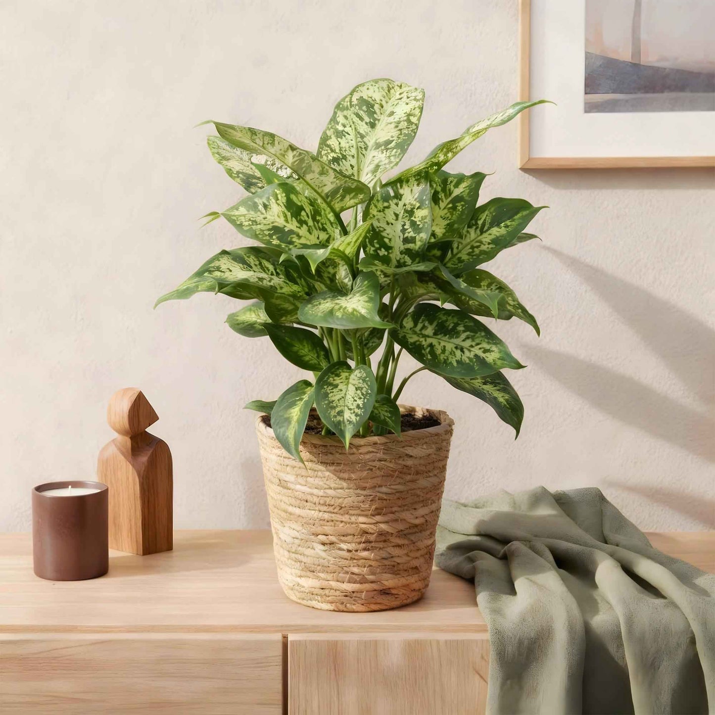 Green boutiQ - Zimmerpflanzen - Diefenbachia Compacta - Dieffenbachia - Wenig Pflege - mit Korb - Bunt - 2 Pflanzen - Topf 17cm - Höhe 45-50cm