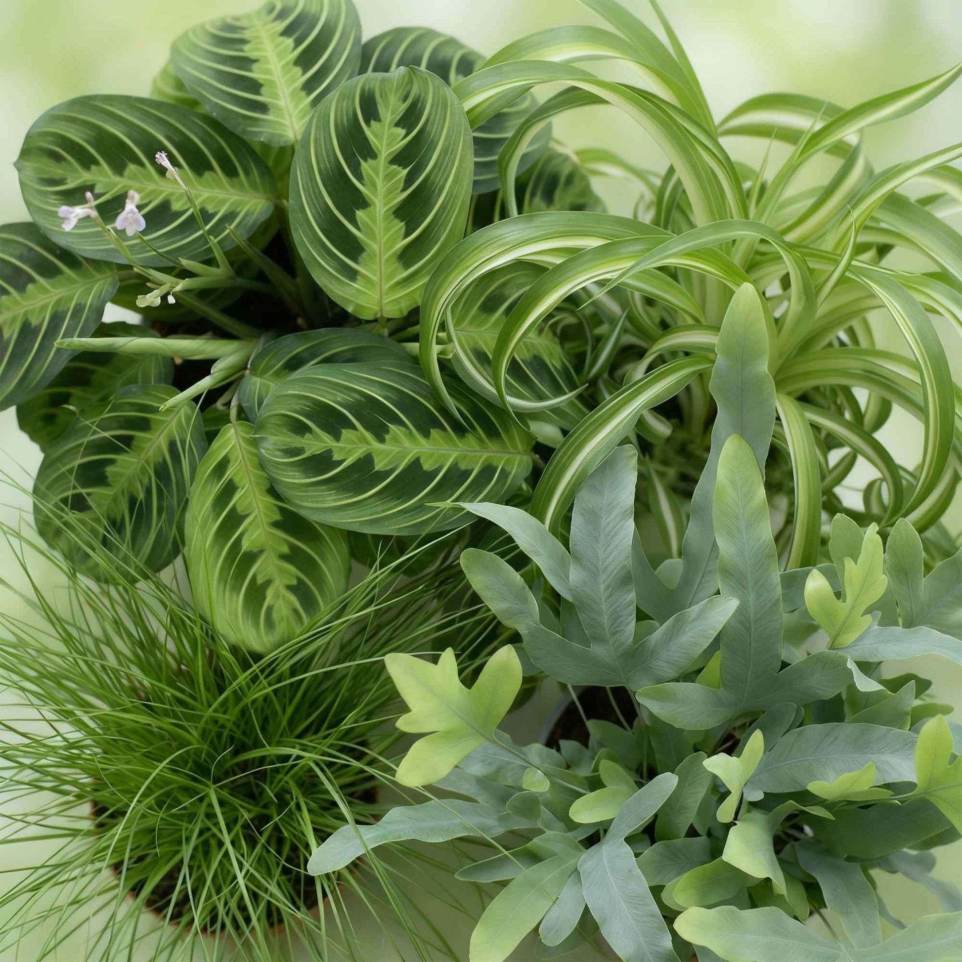 Green boutiQ - Zimmerpflanze - Chlorophytum - Cyperus - Phlebodium - Marantha - Mix aus 4 - Haustierfreundliche Pflanzen - Grün - 4 Pflanzen - Topf 12cm - Höhe 25cm