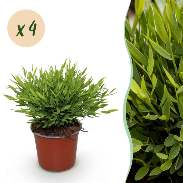 Bambusgras Zimmerpflanze - Bamusa Pogonatherum Monica - Haustierfreundlich - Topf 12cm