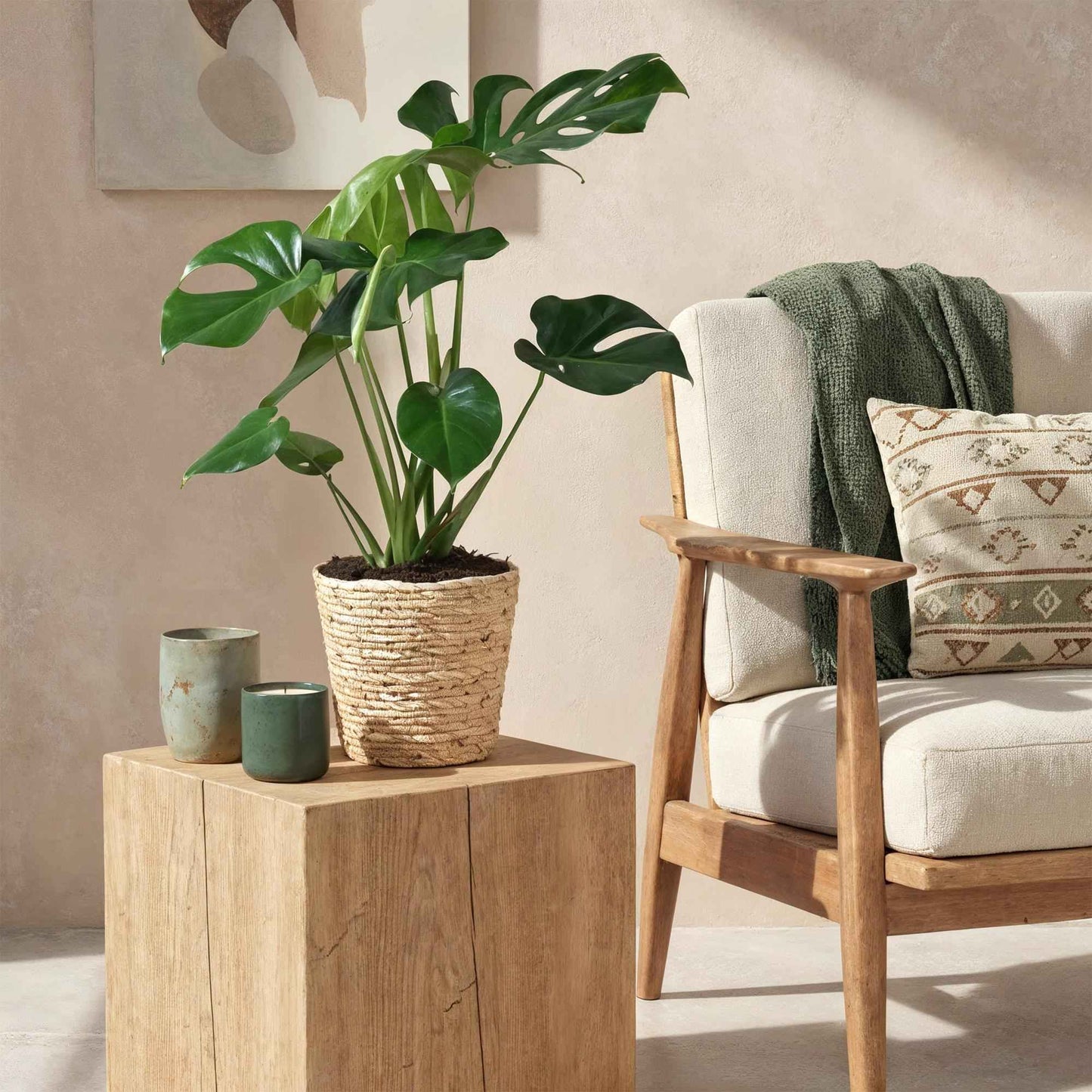 Green boutiQ - Zimmerpflanzen - Monstera Deliciosa - Fensterblatt - Pflegeleicht - mit Korb - Grün - 1 Pflanze - Topf 21cm - Höhe 70-80cm