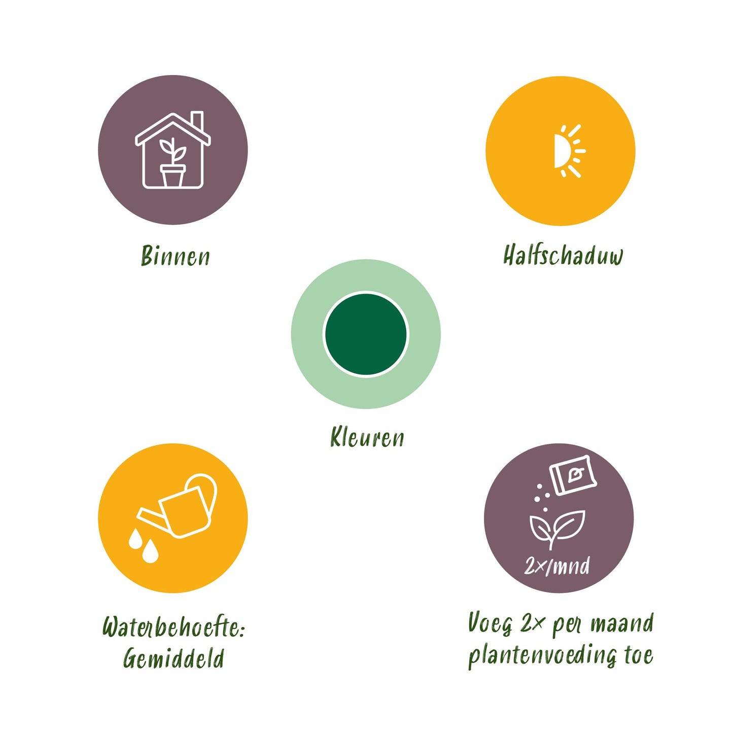 Pachira Aquatica Geldbaum - Pflegeleichte Zimmerpflanze 50-55cm - 2er Set