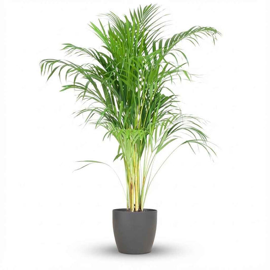 Areca Palm (Dypsis) mit Potter Grau - 100cm - Ø21
