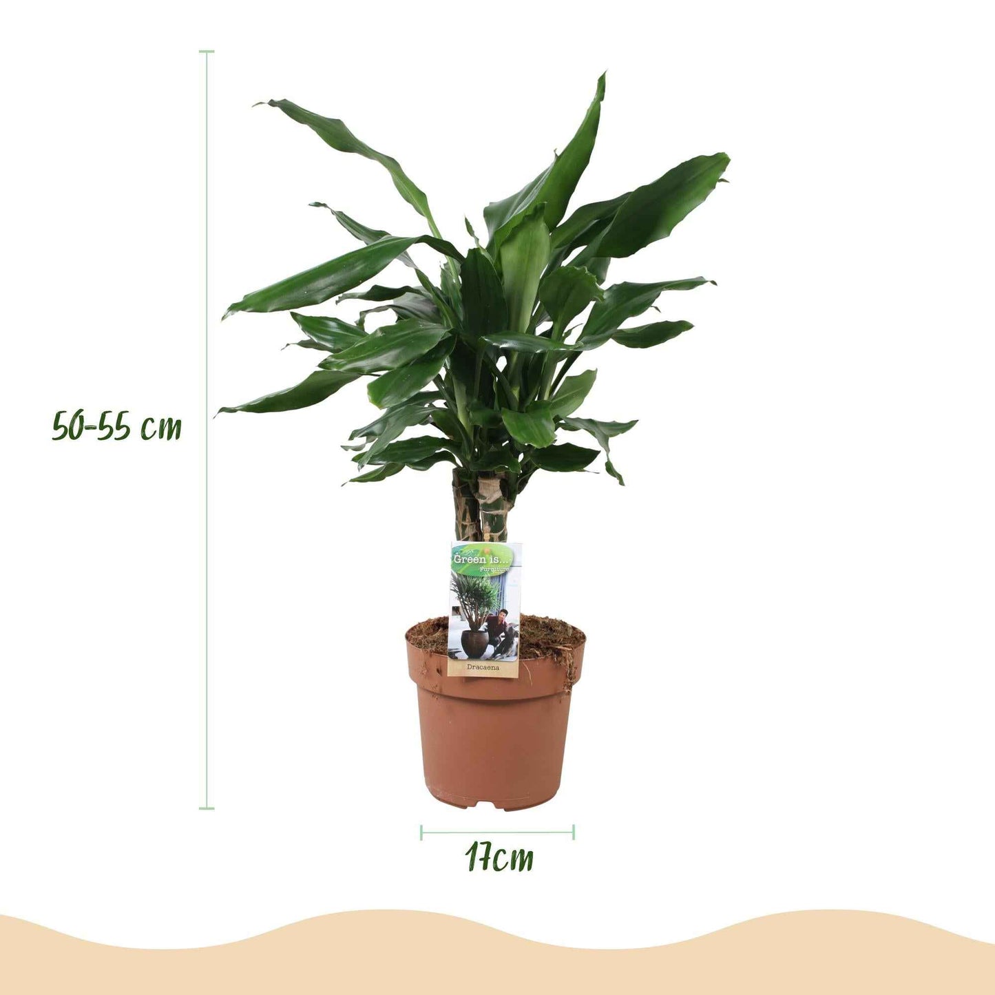 Green boutiQ - Zimmerpflanzen - Dracaena fragrans Steudneri - Drachenbaum - Pflegeleicht - Grün - 2 Pflanzen - Topf 17cm - Höhe 50-55cm