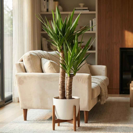 Yucca Elephantipes mit Potter weiß - 90cm - Ø21