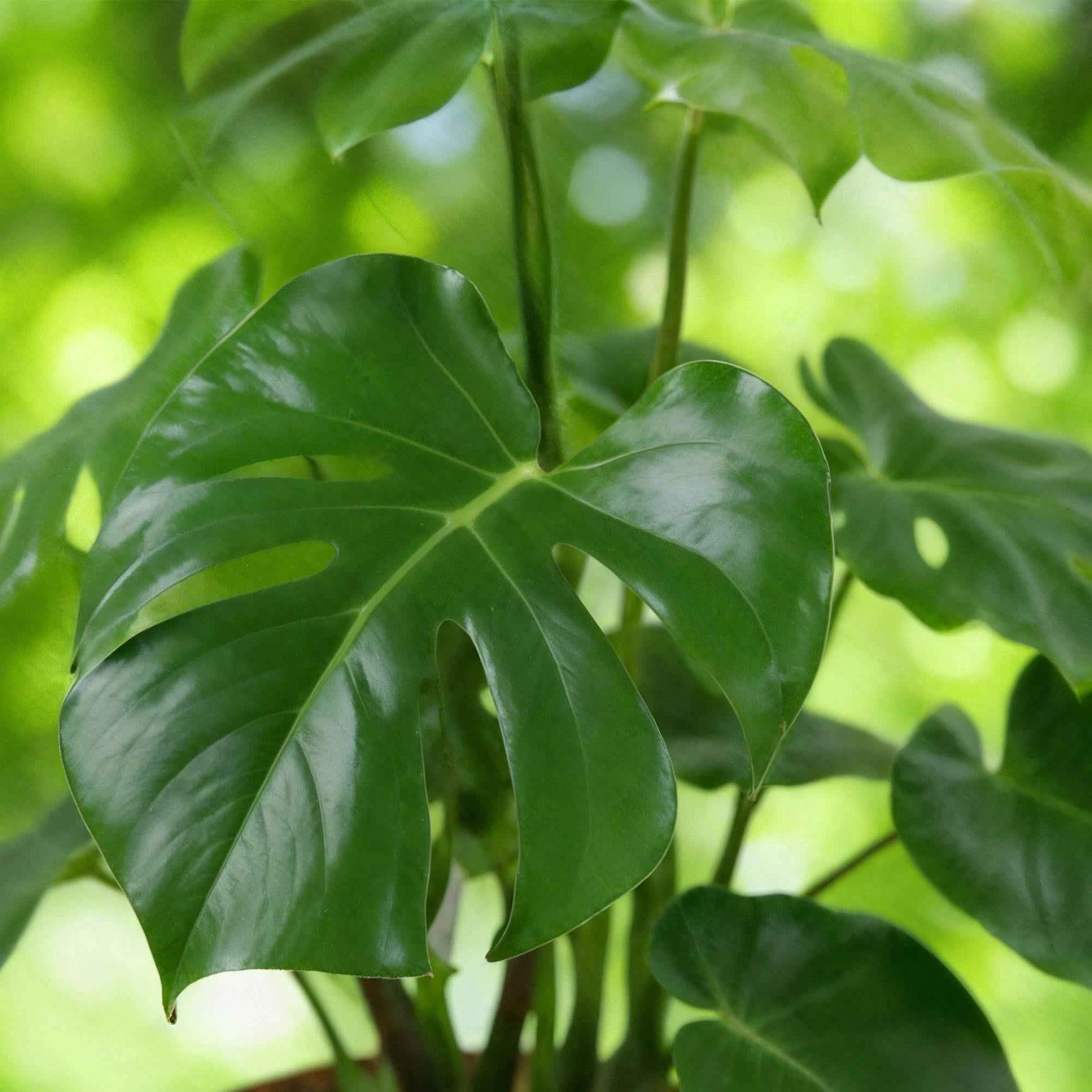 Green boutiQ - Zimmerpflanzen - Monstera Deliciosa - Fensterblatt - Pflegeleicht - mit Korb - Grün - 1 Pflanze - Topf 21cm - Höhe 70-80cm