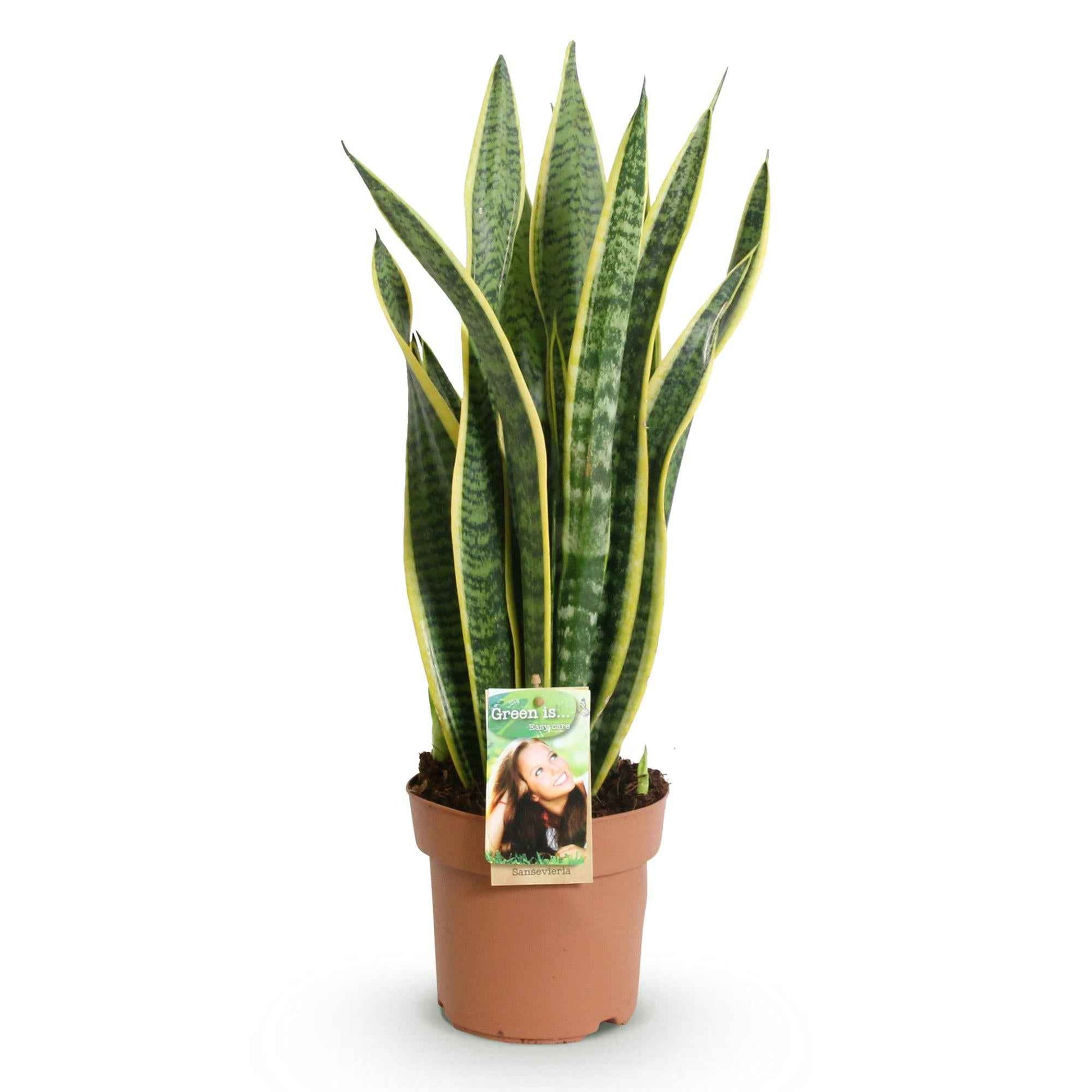 Green boutiQ - Zimmerpflanzen - Sansevieria Laurentii - Schwiegermutterzunge - Wenig Pflege - Grün - Gelb - 1 Pflanze - Topf 17cm - Höhe 60-70cm