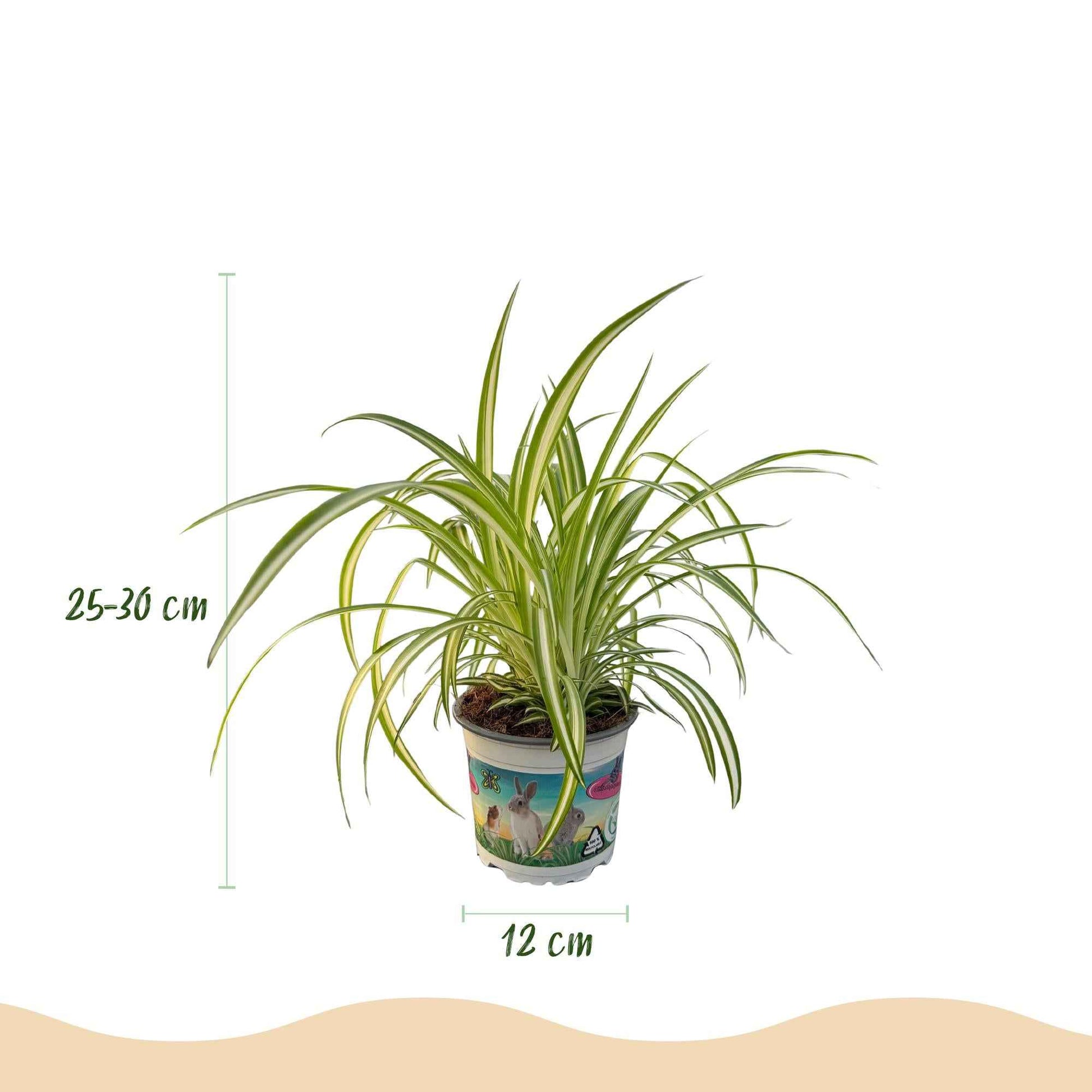 Green boutiQ - Zimmerpflanze - Chlorophytum comosum Variegatum - Katzengras - Haustierfreundlich - Bunt - 4 Pflanzen - Topf 12cm - Höhe 25-30cm
