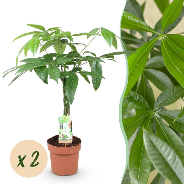 Pachira Aquatica Geldbaum - Geflochtener Stamm - Pflegeleichte Zimmerpflanze 60-70cm