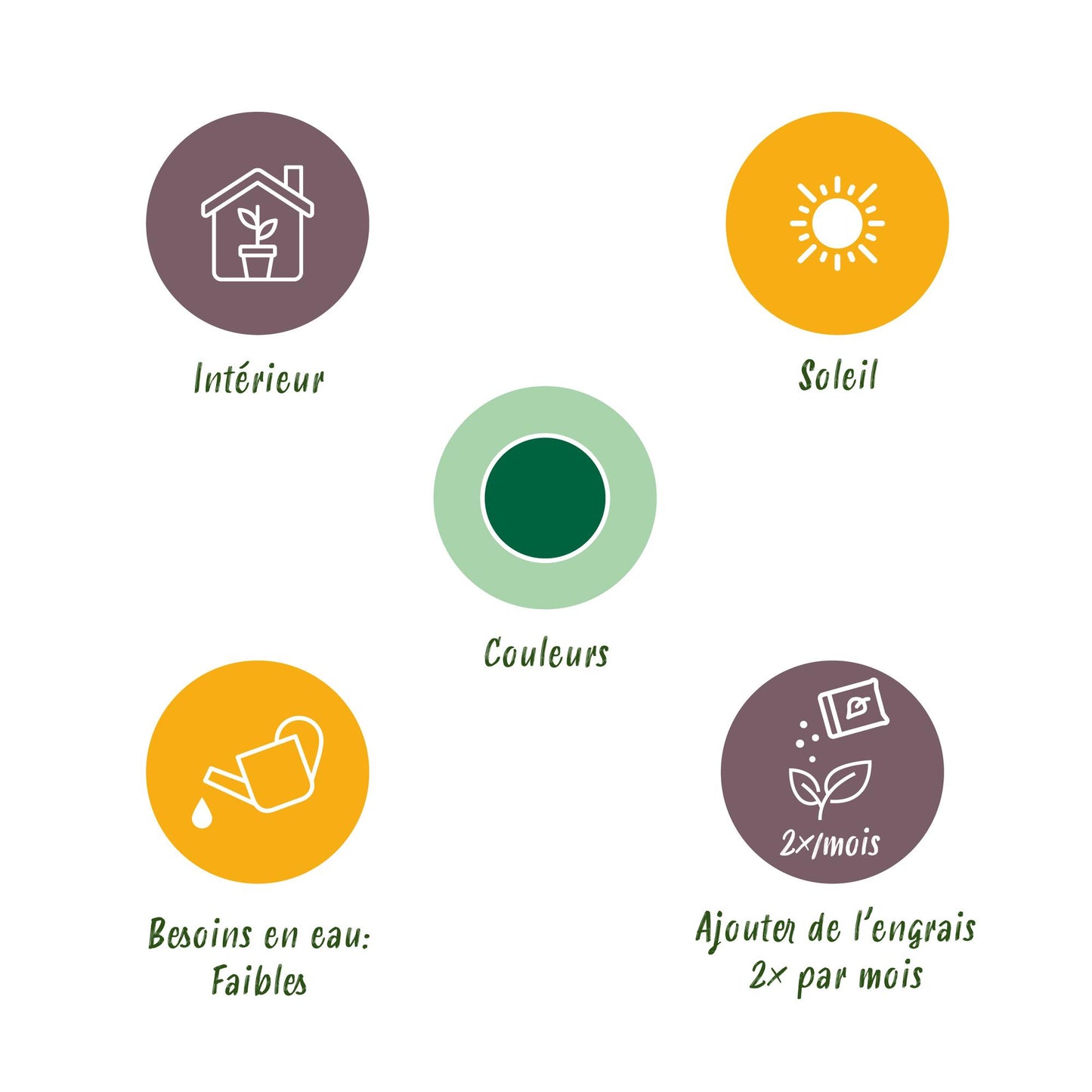 Palmfarn Cycas revoluta 45cm - Pflegeleichte Sago-Palme - Topf Ø14