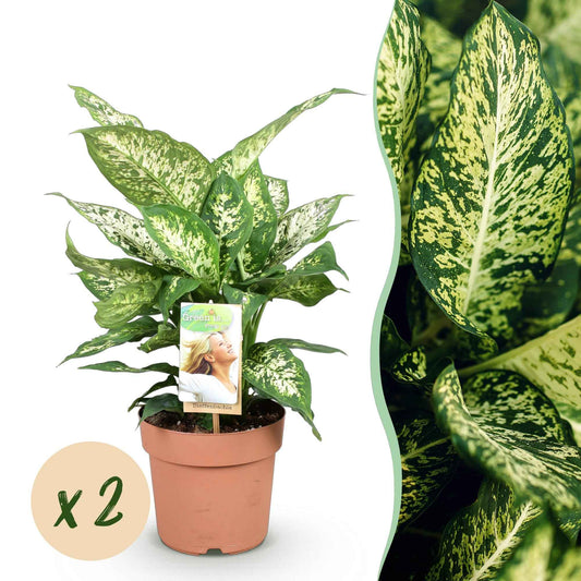 Green boutiQ - Zimmerpflanzen - Diefenbachia Compacta - Dieffenbachia - Pflegeleicht - Bunt - 2 Pflanzen - Topf 17cm - Höhe 45-50cm