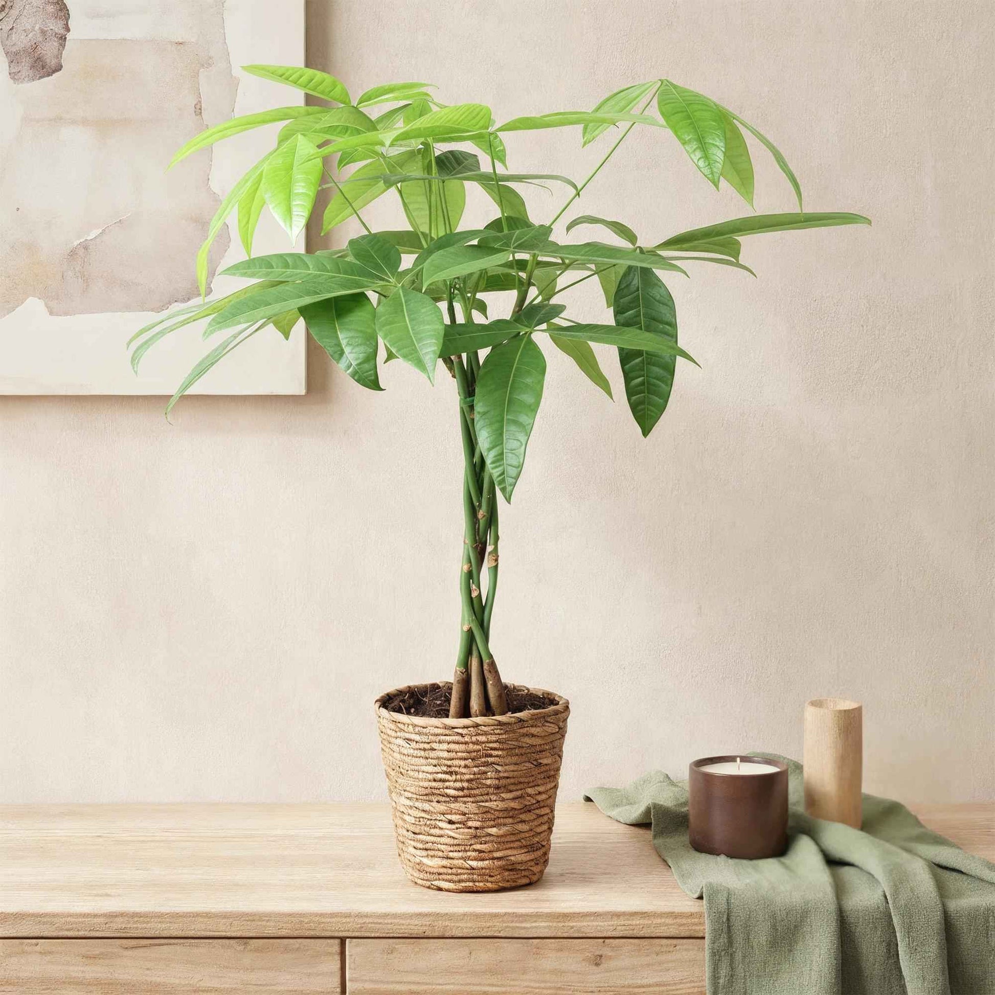 Green boutiQ - Zimmerpflanzen - Geflochtener Stamm Pachira Aquatica - Geldbaum - Wenig Pflege - Grün - 2 Pflanzen - Topf 17cm - Höhe 60-70cm