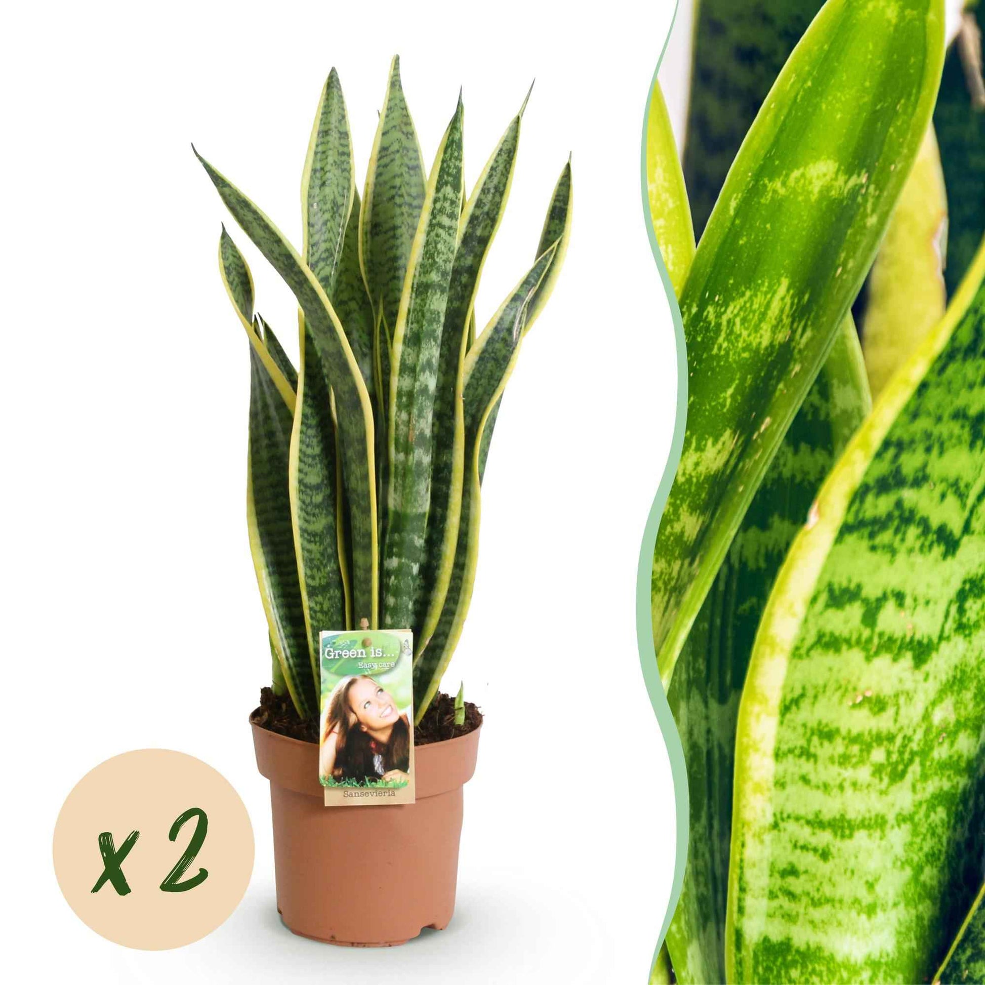 Green boutiQ - Zimmerpflanzen - Sanseveria Laurentii - Schwiegermutterzunge - Wenig Pflege - Grün - Gelb - 2 Pflanzen - Topf 17cm - Höhe 60-70cm