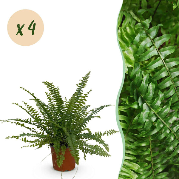 Farn Green Lady - Haustierfreundliche Zimmerpflanze - Nephrolepis exaltata - Topf 12cm