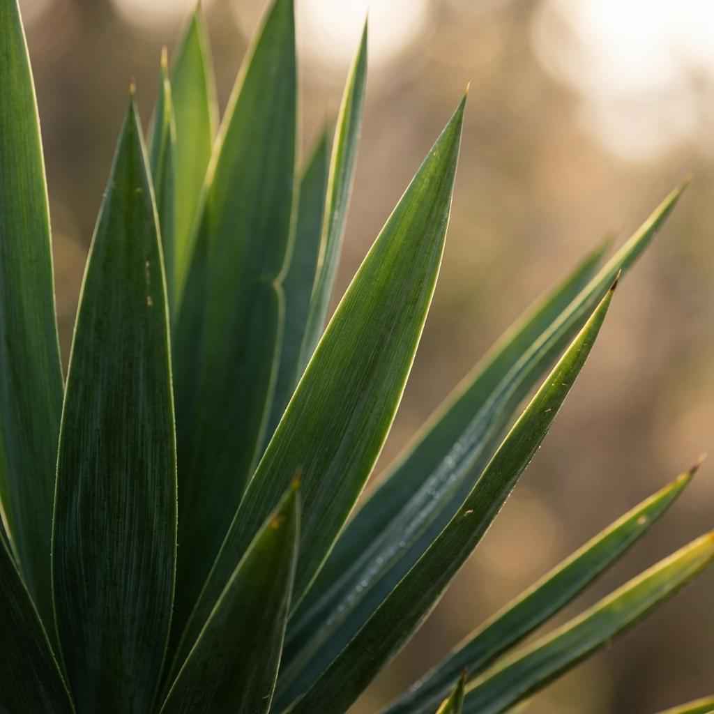 Yucca Elephantipes mit Potter weiß - 90cm - Ø21