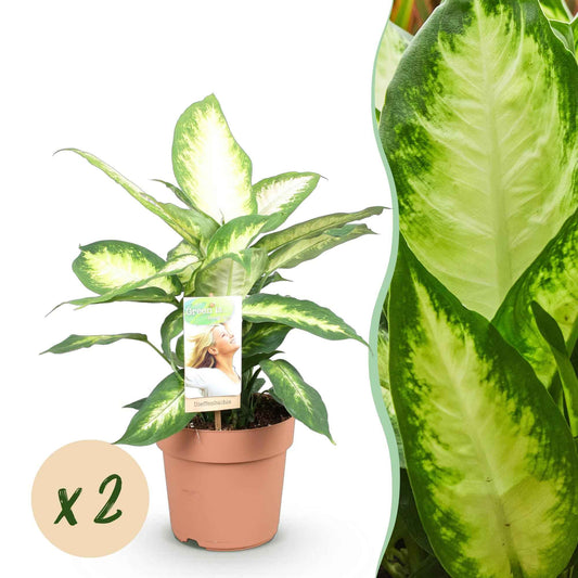 Green boutiQ - Zimmerpflanzen - Diefenbachia Camilla - Dieffenbachia - Wenig Pflege - Bunt - 2 Pflanzen - Topf 17cm - Höhe 45-50cm