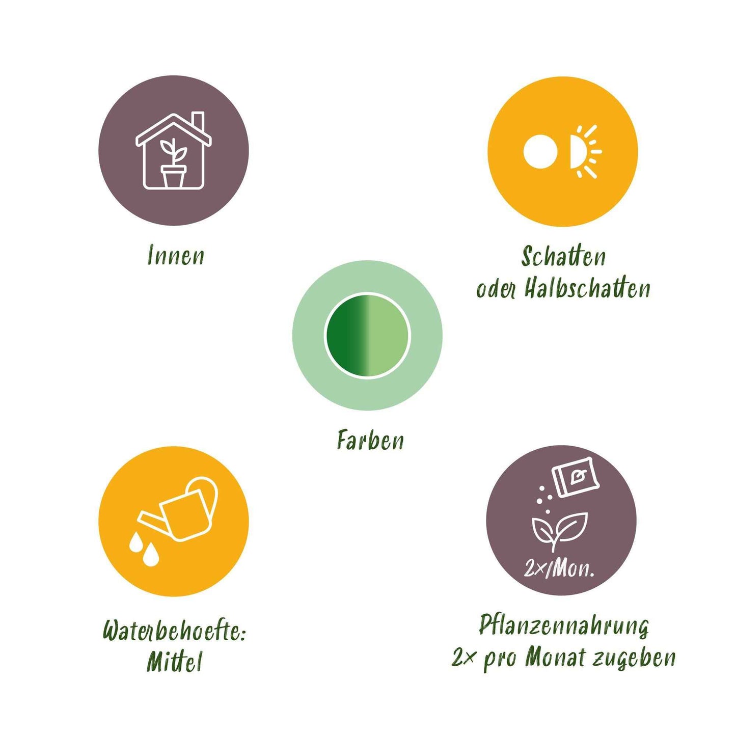 Green boutiQ - Zimmerpflanzen - Diefenbachia Compacta - Dieffenbachia - Wenig Pflege - mit Korb - Bunt - 2 Pflanzen - Topf 17cm - Höhe 45-50cm