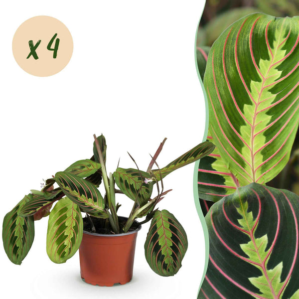 Gebetspflanze Maranta Tricolour - Haustierfreundliche Zimmerpflanze - Topf 12cm