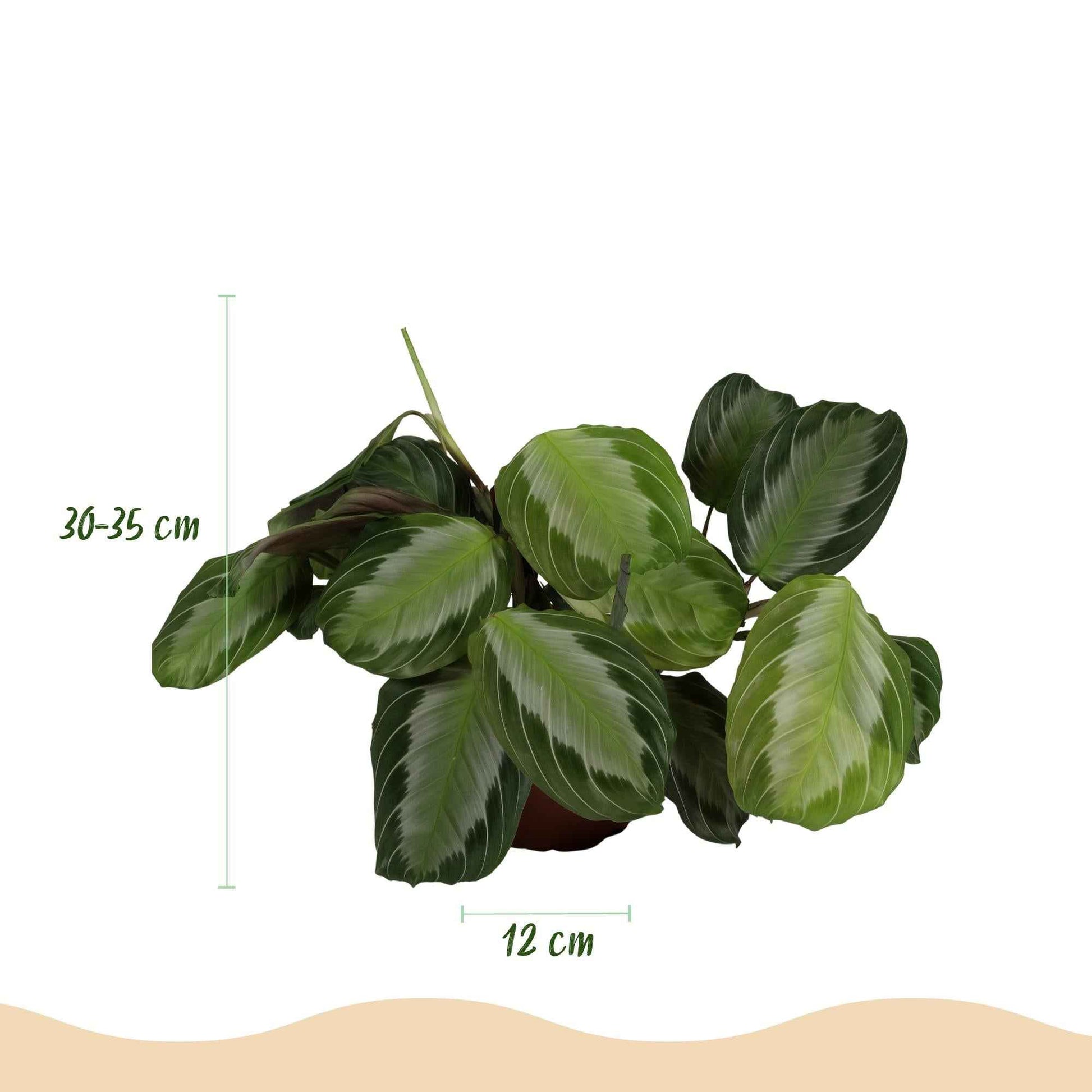 Green boutiQ - Zimmerpflanze - Maranta Fascinator Silverband - Gebetspflanze - Haustierfreundlich - Grün - 4 Pflanzen - Topf 12cm - Höhe 30-35cm