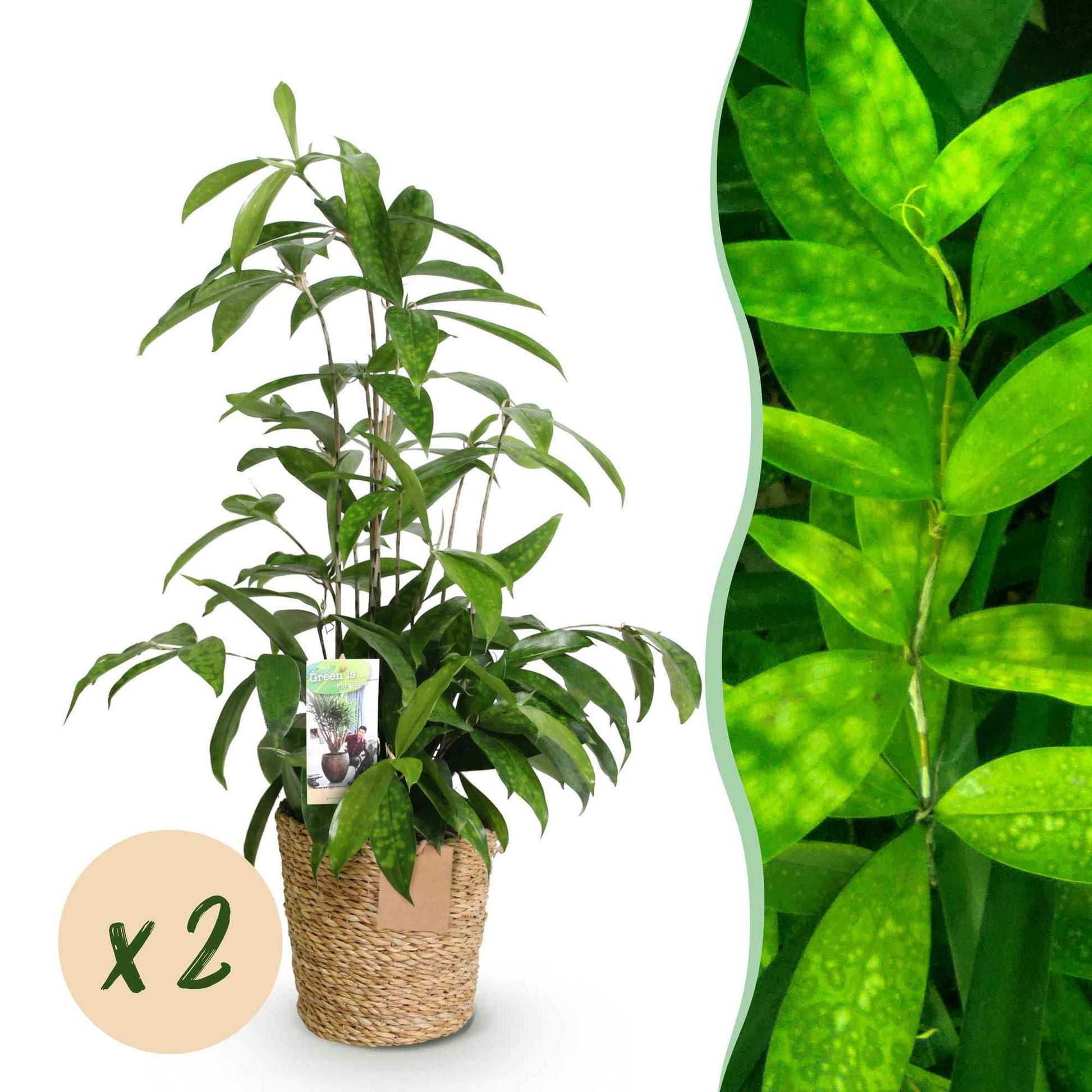 Green boutiQ - Zimmerpflanzen - Dracaena surculosa - Drachenblutbaum - Wenig Pflege - mit Korb - Grün - 2 Pflanzen - Topf 17cm - Höhe 60-70cm