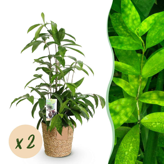 Green boutiQ - Zimmerpflanzen - Dracaena surculosa - Drachenblutbaum - Wenig Pflege - mit Korb - Grün - 2 Pflanzen - Topf 17cm - Höhe 60-70cm
