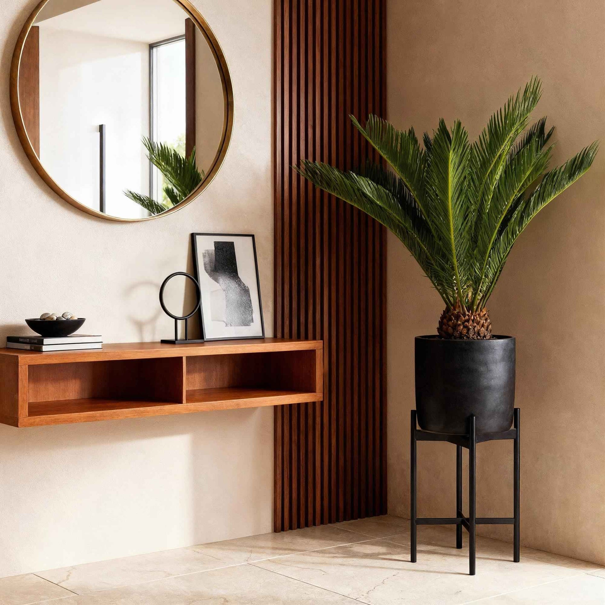 Green boutiQ - Zimmerpflanze - Cycas revoluta - Palmfarn - Wenig Pflege - Grün - 1 - Topf 17cm - Höhe 70cm