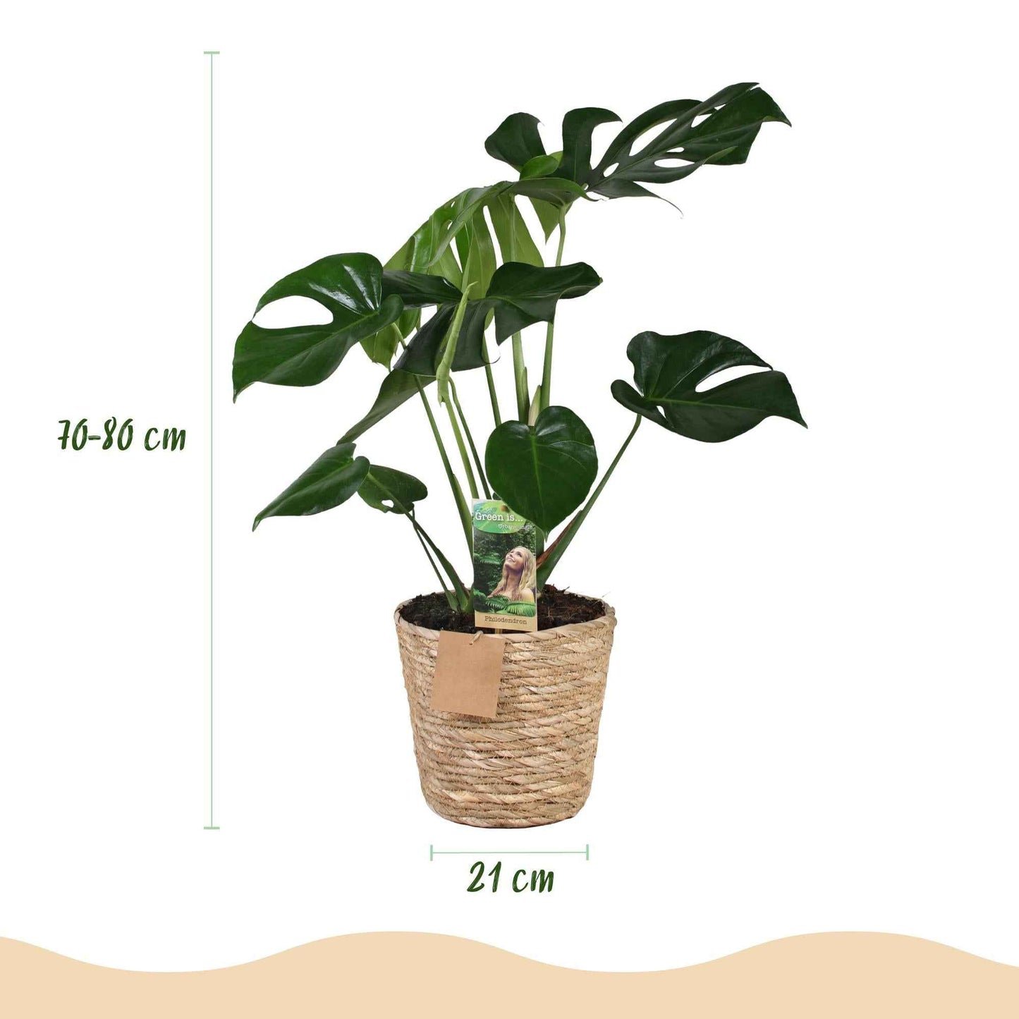 Green boutiQ - Zimmerpflanzen - Monstera Deliciosa - Fensterblatt - Pflegeleicht - mit Korb - Grün - 1 Pflanze - Topf 21cm - Höhe 70-80cm