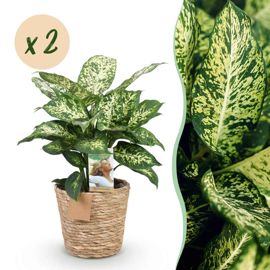 Green boutiQ - Zimmerpflanzen - Diefenbachia Compacta - Dieffenbachia - Wenig Pflege - mit Korb - Bunt - 2 Pflanzen - Topf 17cm - Höhe 45-50cm