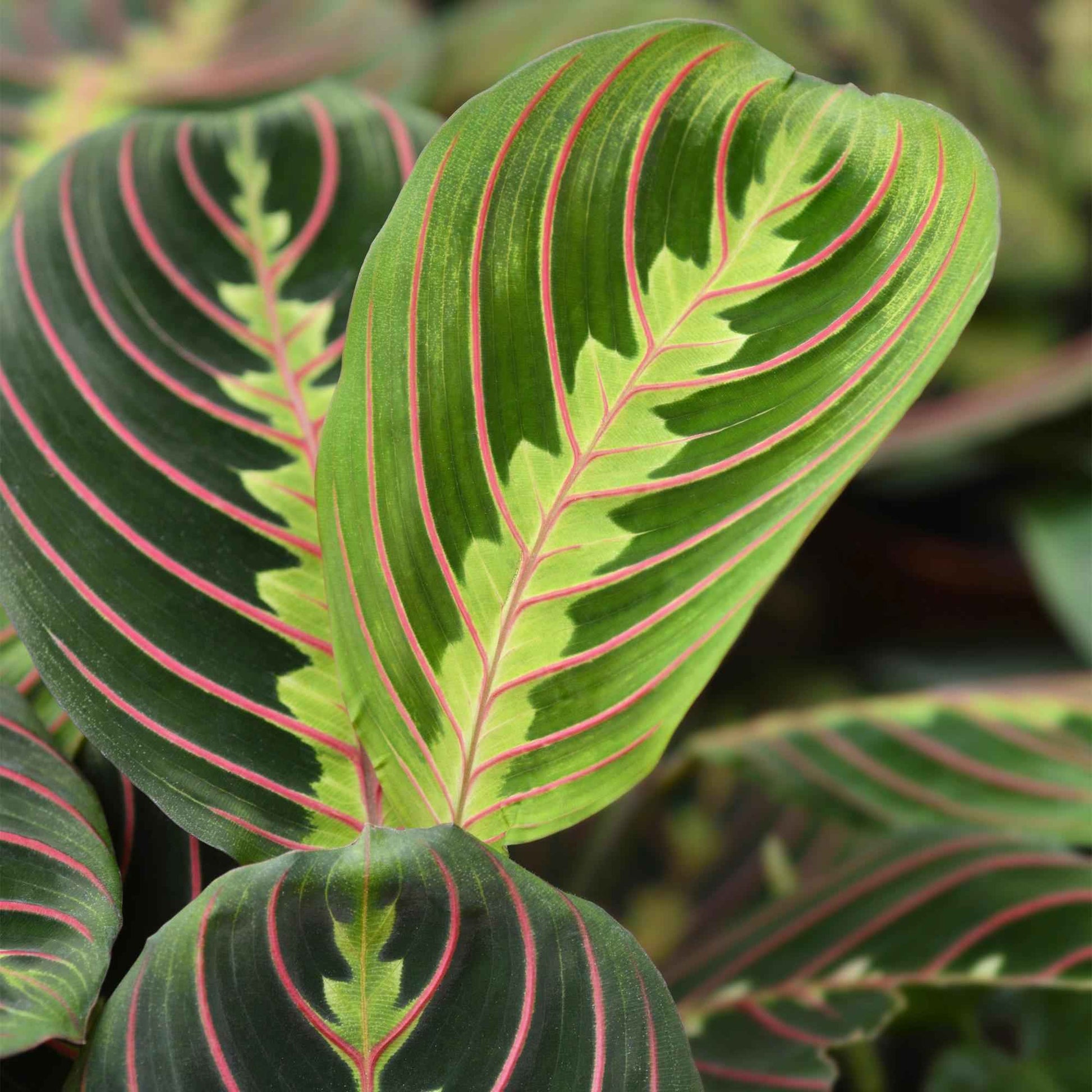 Green boutiQ - Zimmerpflanze - Maranta Fascinator Tricolour - Gebets Pflanze - Haustierfreundlich - Grün - 4 Pflanzen - Topf 12cm - Höhe 30-35cm