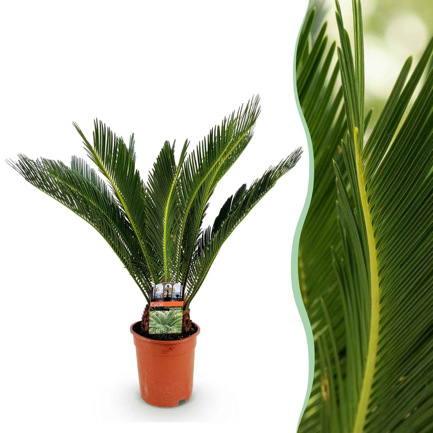 Green boutiQ - Zimmerpflanze - Cycas revoluta - Palmfarn - Wenig Pflege - Grün - 1 - Topf 17cm - Höhe 70cm