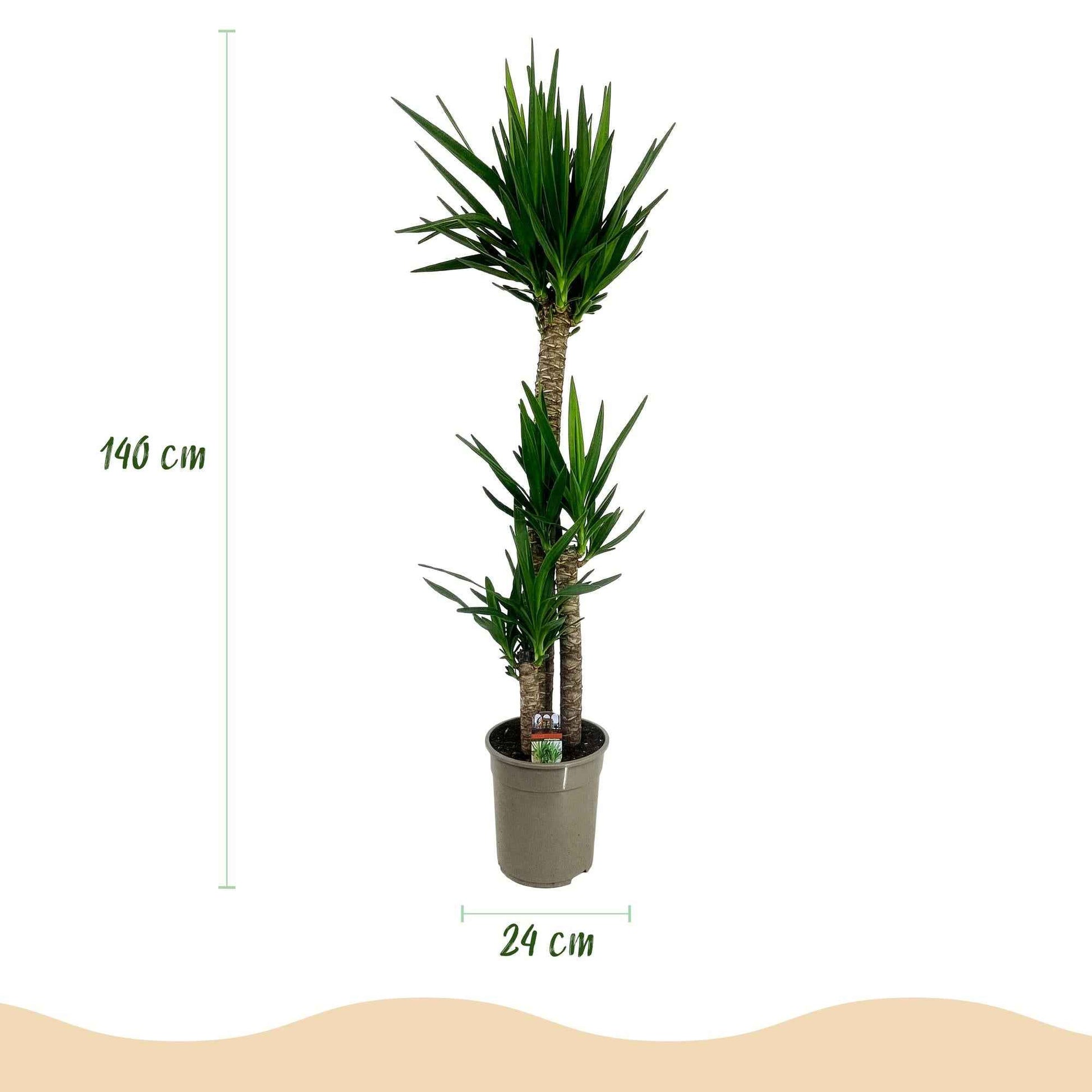 Green boutiQ - Zimmerpflanze - Yucca elephantipes - Yucca - Wenig Pflege - Grün - 1 - Topf 24cm - Höhe 140cm