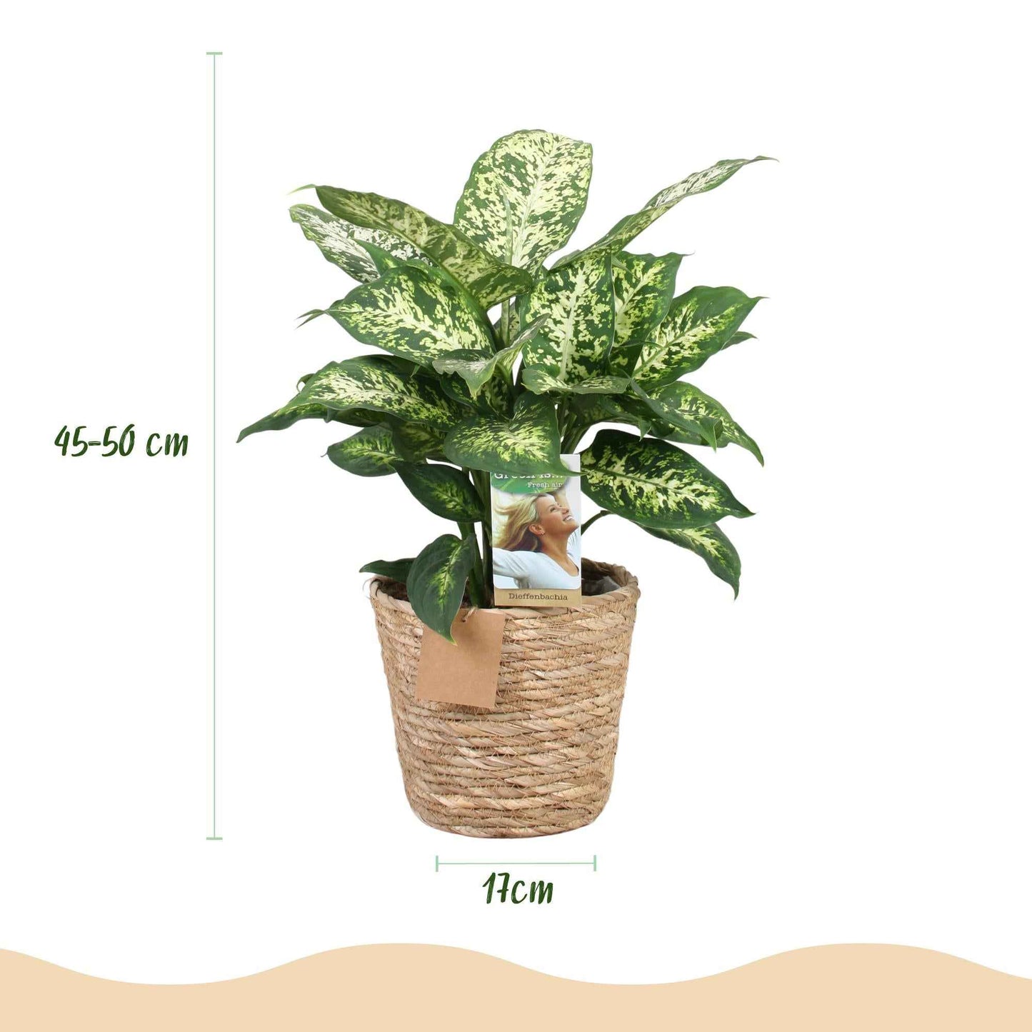 Green boutiQ - Zimmerpflanzen - Diefenbachia Compacta - Dieffenbachia - Wenig Pflege - mit Korb - Bunt - 2 Pflanzen - Topf 17cm - Höhe 45-50cm