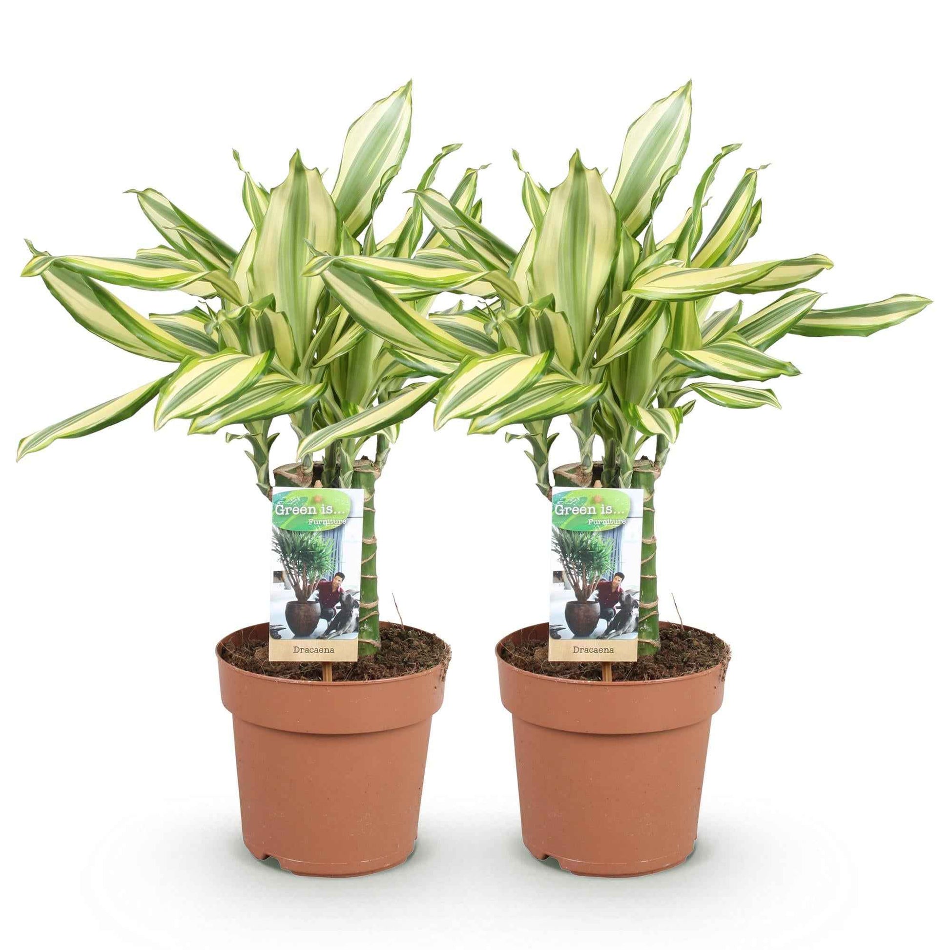 Green boutiQ - Zimmerpflanzen - Dracaena fragrans Diamond Dream - Drachenbaum - Pflegeleicht - Bunt - 2 Pflanzen - Topf 17cm - Höhe 50-55cm