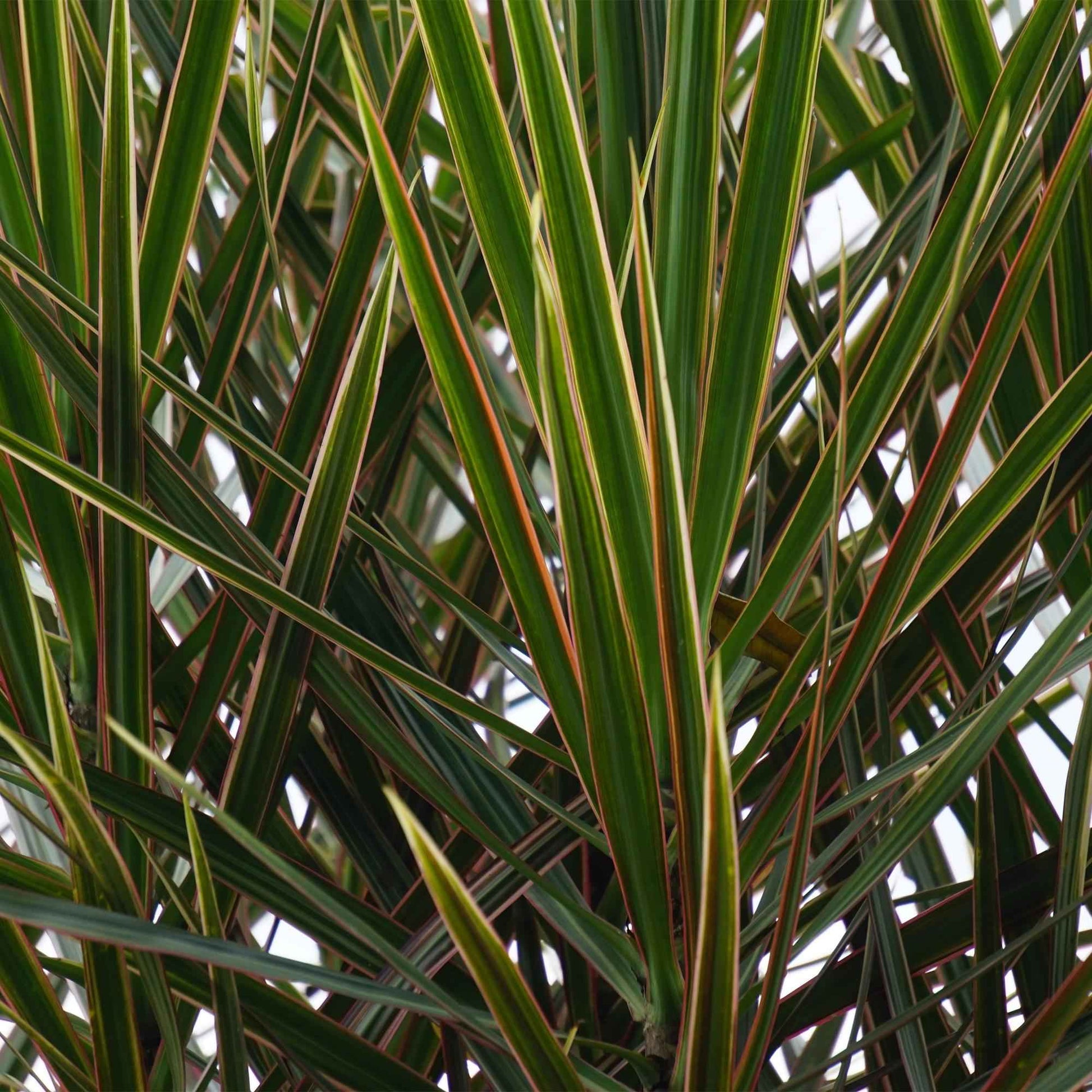 Green boutiQ - Zimmerpflanzen - Dracaena Marginata - Drachenblutbaum - Wenig Pflege - Grün - 2 Pflanzen - Topf 17cm - Höhe 70-80cm